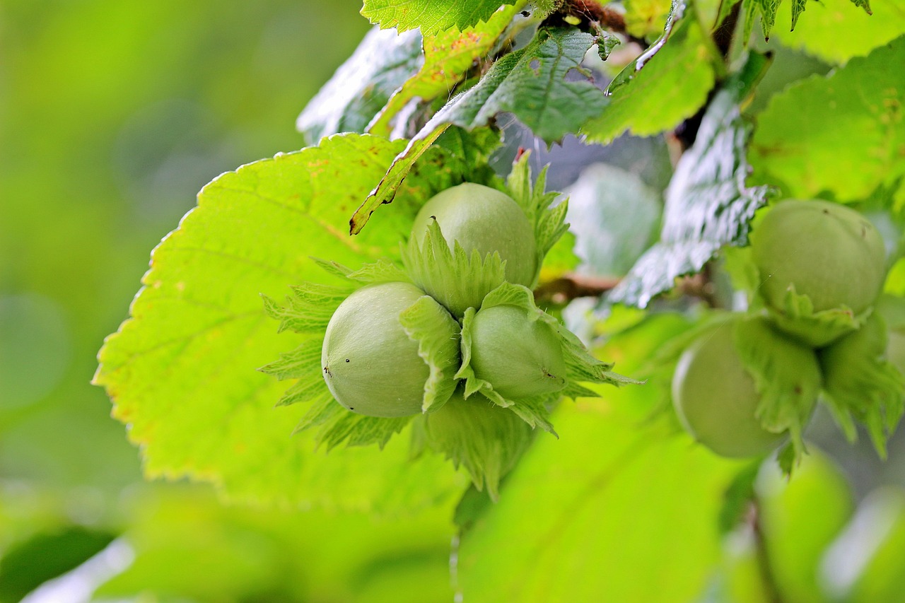 hazelnuts common hazel corylus avellana hazelnut bush unripe fruit birch family hazelnut plant nature hazelnut leaf branch green