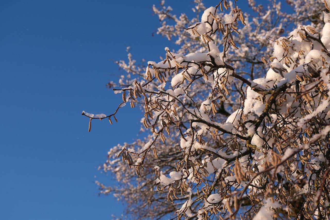 hazelnut snow hazelnut bush nature winter blue sky frost tree