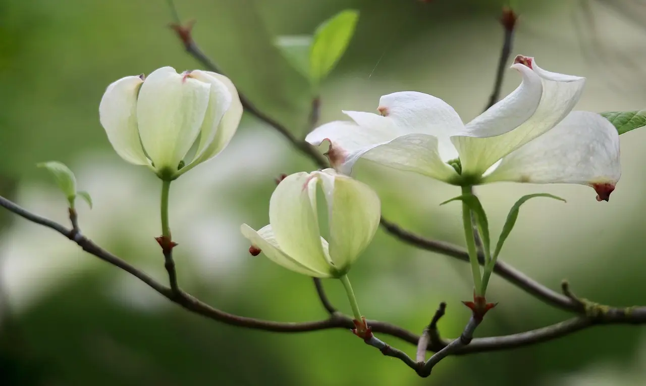 dřín Cornus florida květ dřínu bílé květy kvetení okvětní lístky keř příroda kvetení dřín dřín dřín dřín dřín bílé květy bílé květy bílé květy kvetení kvetení kvetení kvetení kvetení kvetení kvetení příroda