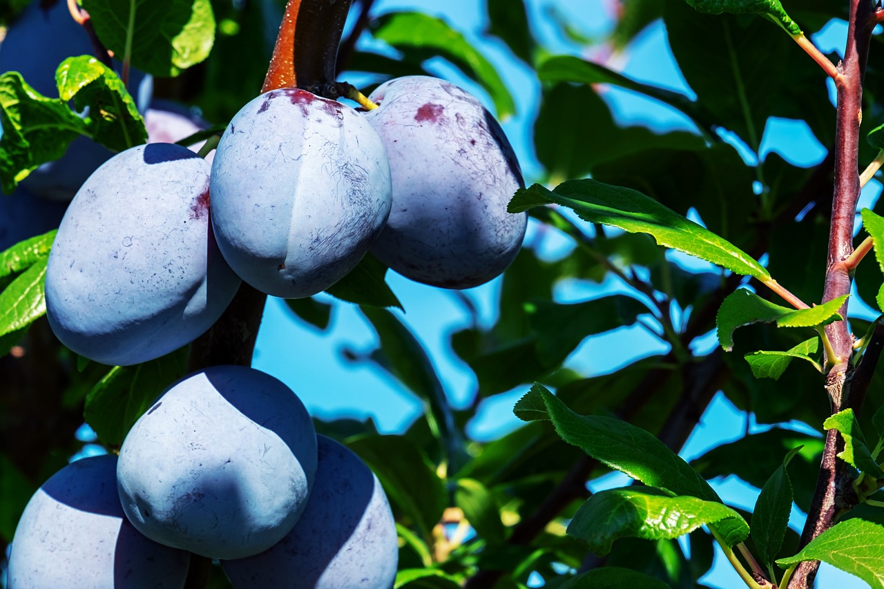 plums  fruits  food  fresh  healthy  nature  ripe  organic  sweet  produce  harvest  plum tree  vitamins  fruit tree  branch  leaves  stone fruit