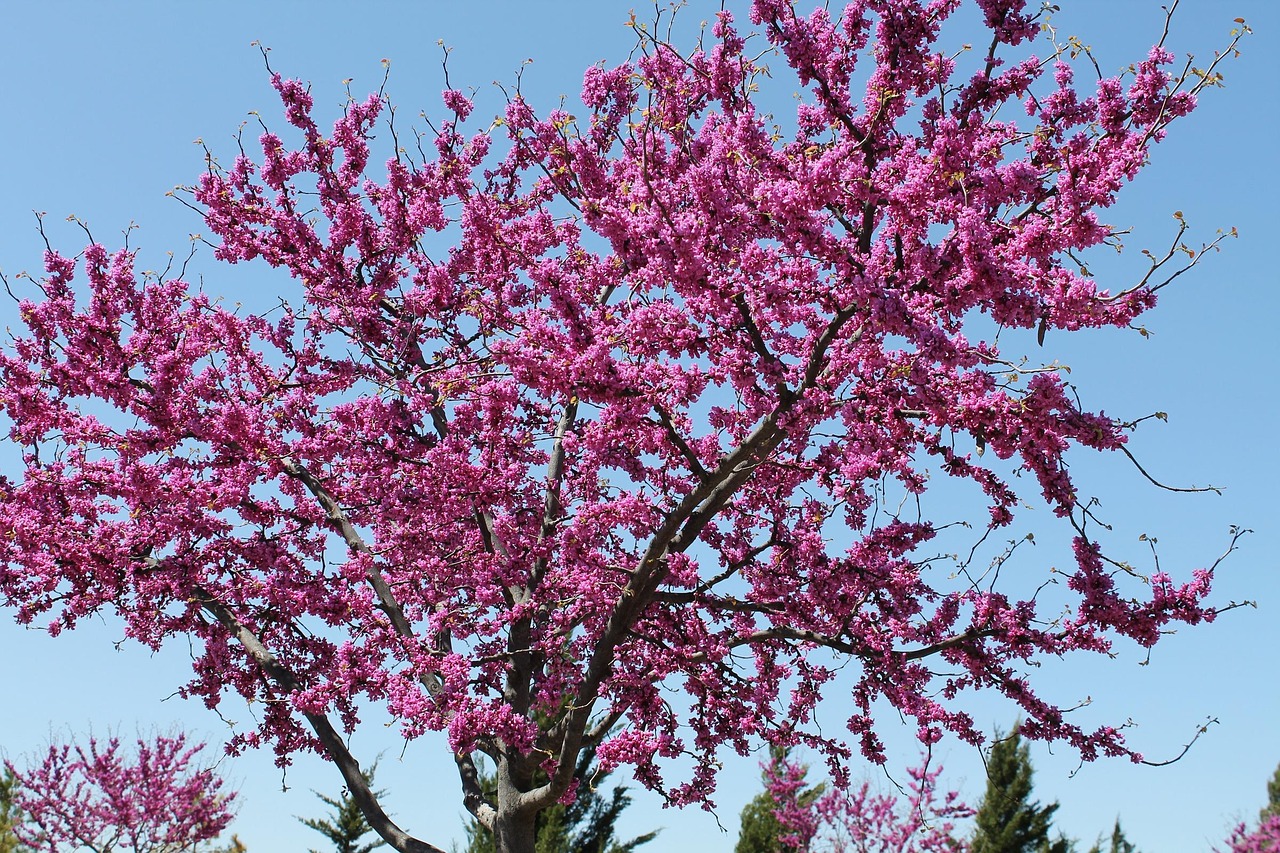 redbud  tree  oklahoma  state tree  symbolic  nature  midwest city  redbud  redbud  redbud  redbud  redbud  oklahoma