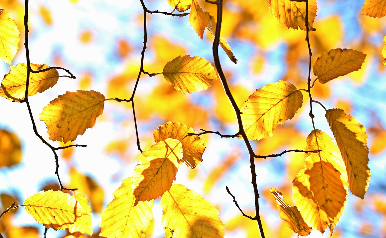 fall autumn leaves leaves october colorful autumn color sheet in the autumn golden autumn golden golden october deciduous tree plants nature tree light multicoloured season
