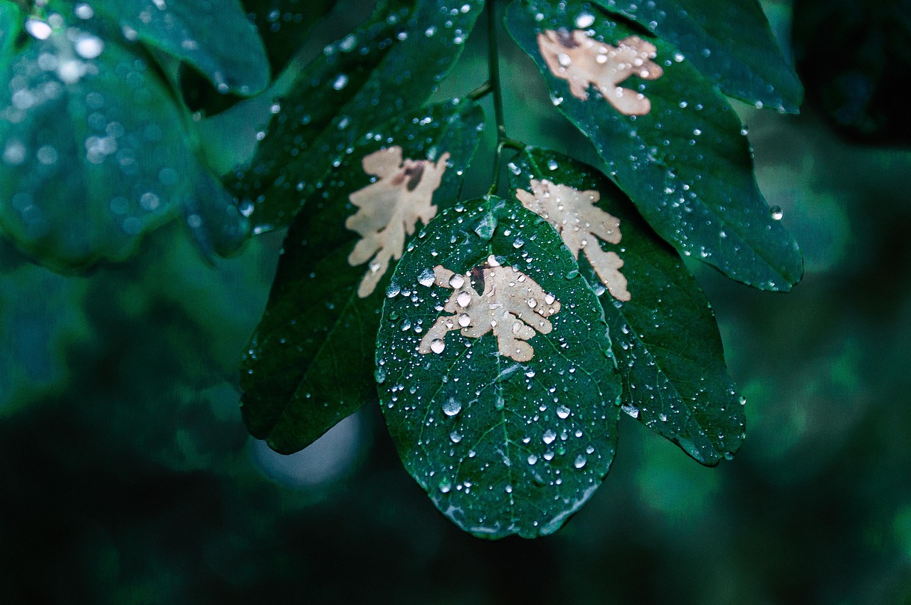 leaf rain drops plant droplets nature tree