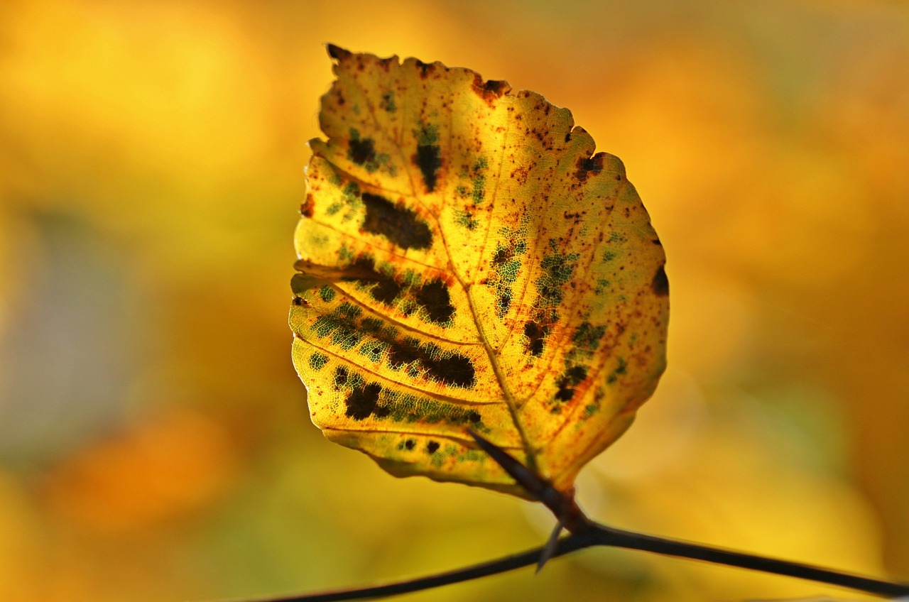 fall autumn leaves leaves october colorful nature autumn color sheet in the autumn golden autumn golden golden october deciduous tree plants tree light multicoloured leaf season