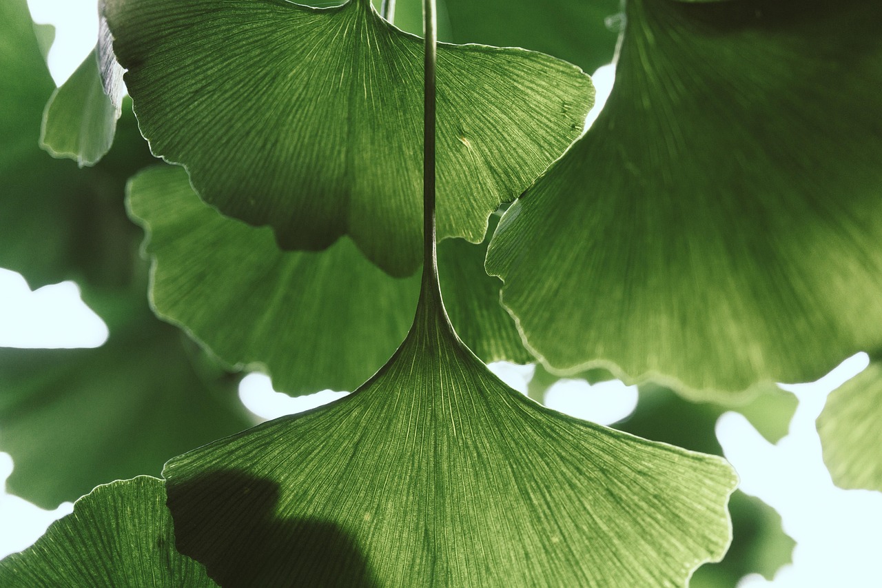 leaves  ginkgo  botany  plants  bush  garden  flora  tree  nature  green