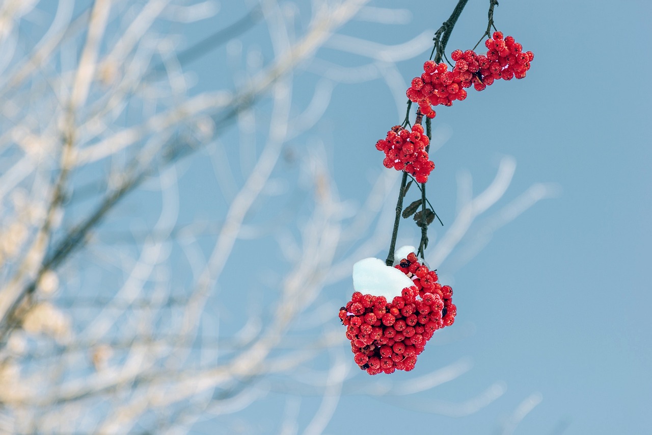 rowan  branches  winter  snow  nature  cluster  winter  winter  winter  winter  winter  snow  snow  snow