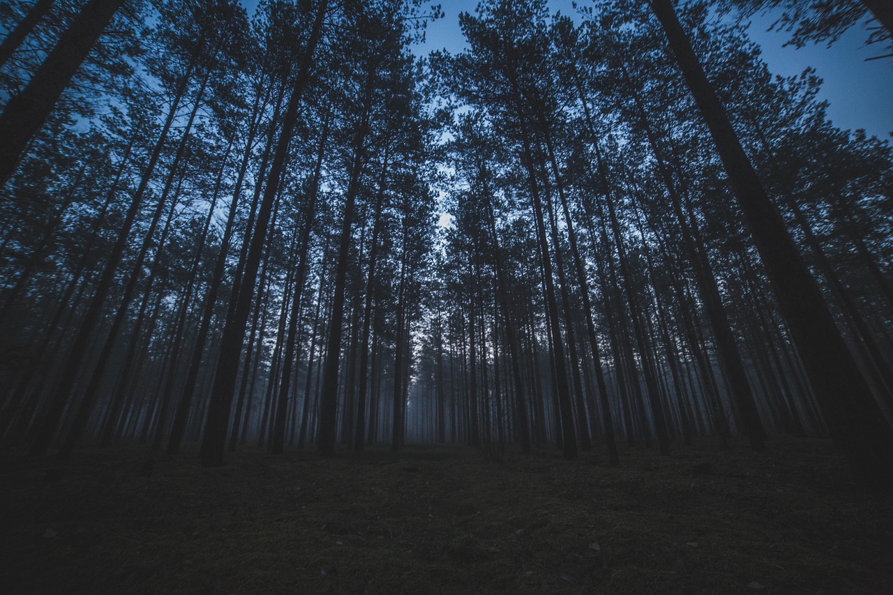 forest trees nature landscape pines spruce woods night dark forest forest night night night night night dark dark dark dark