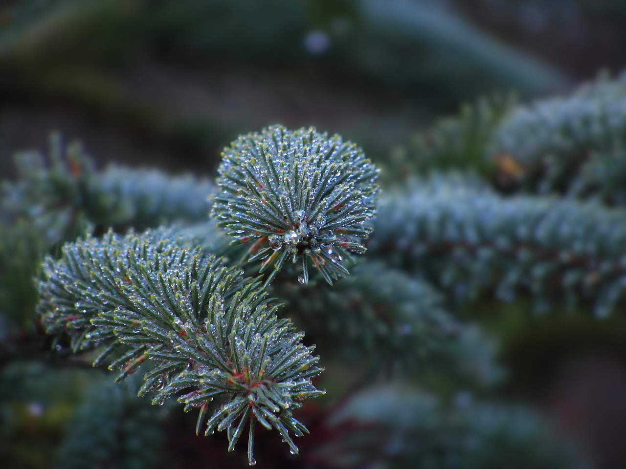 blue spruce pine tree morning dew spruce nature macro blue spruce blue spruce blue spruce blue spruce blue spruce