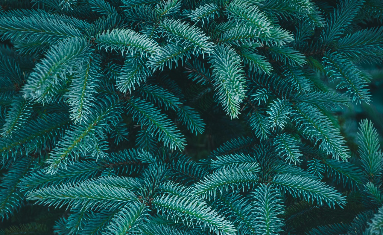 spruce leaves tree conifers branches needles blue plant wildlife nature plant plant plant plant plant nature nature nature nature