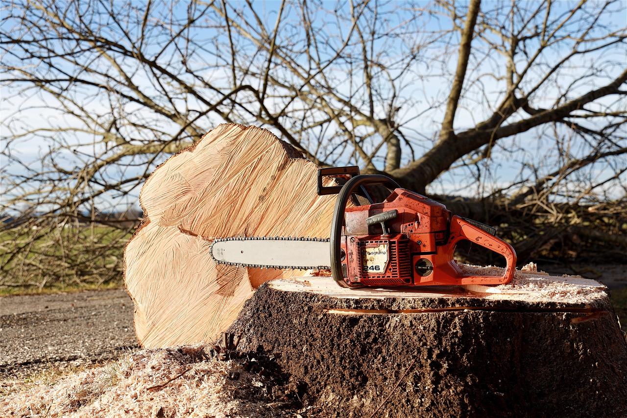 chainsaw  nature  tree  tree pruning  forest work  saw  felling  woodwork  dangerous  forestry  work  like