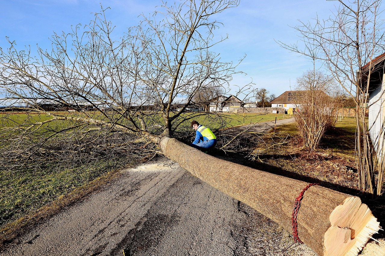 tree forest work felling tribe timber sawed off like tree trunk bark chainsaw nature wood workers tree pruning work saw