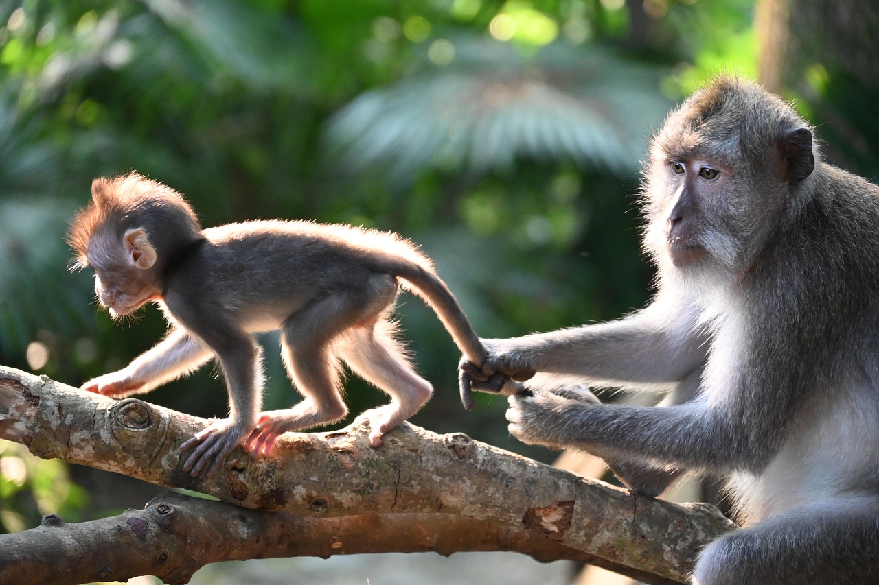 macaque monkey animal mother baby primate fauna family nature monkey monkey animal animal animal animal animal