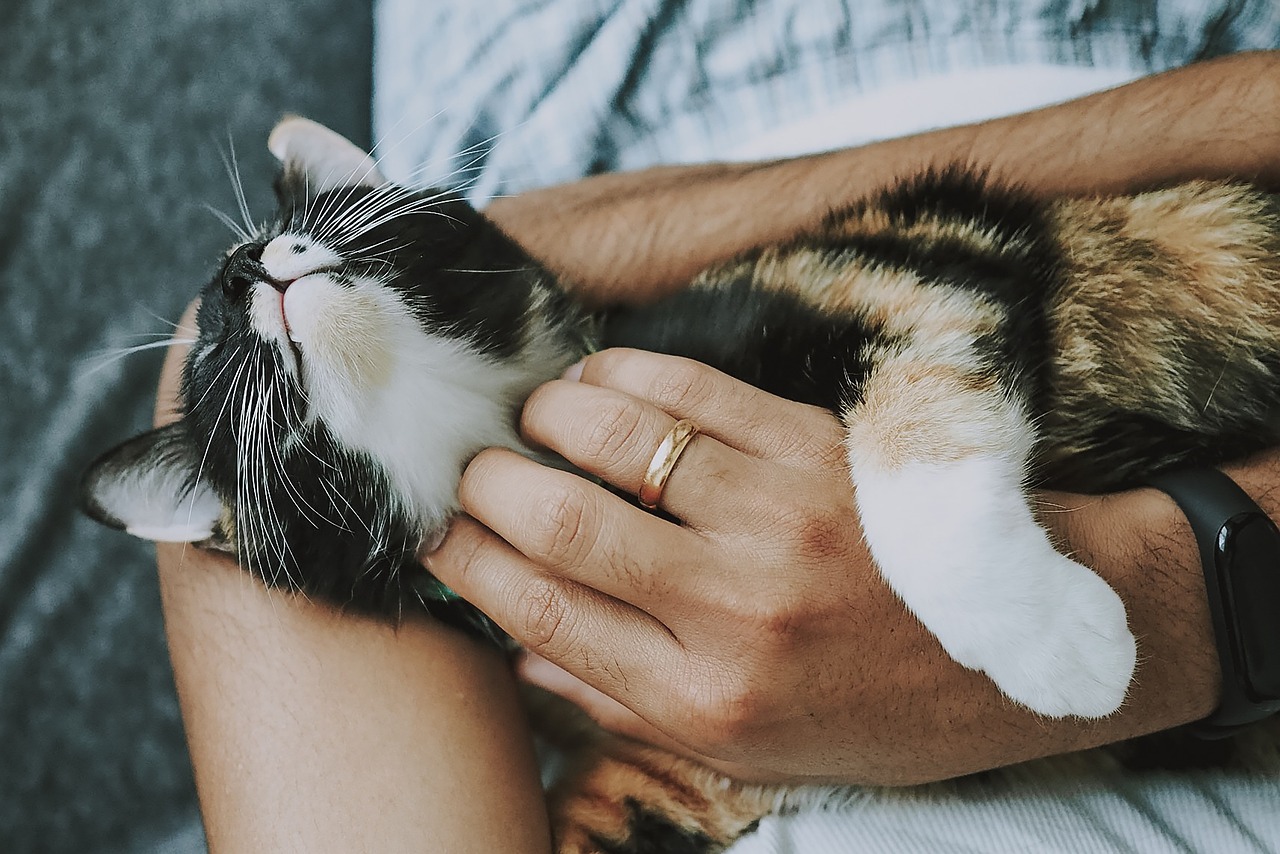 cat nature pet care pet care kitten animal domestic cat feline mammal cute furry playful fur kitty adorable rescue cat animal care closeup