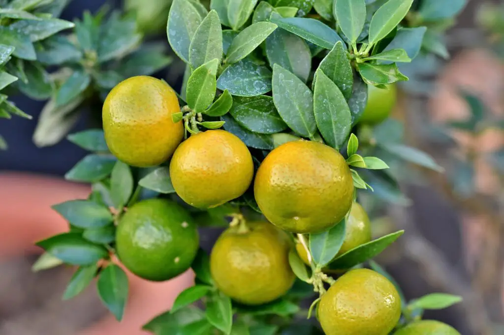 Grapefruit Tree Pruning Tips for an Improved Fruit Harvest