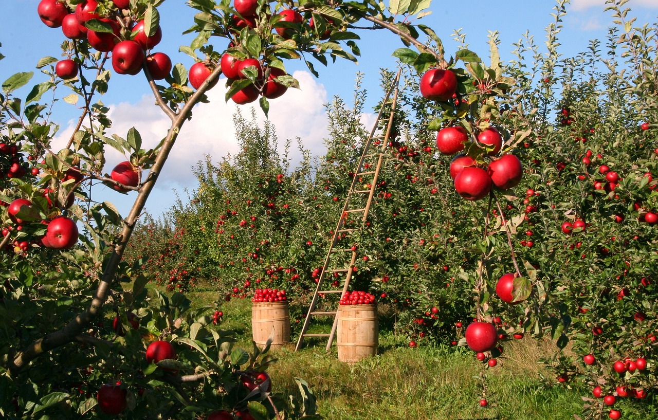 apples orchard apple trees apple orchard harvest produce organic fresh red apples harvesting ladder nature fruits branches natural outdoors rural landscape countryside farm agriculture farmland farming food apples apples apples orchard apple orchard harvest fruits farm farm farm farm farm agriculture agriculture farming food food food