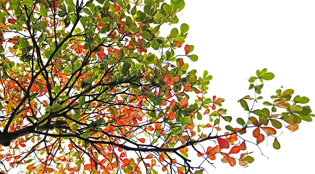 indian almond tree autumn terminalia catappa tropical nature botany tree autumn autumn autumn autumn autumn