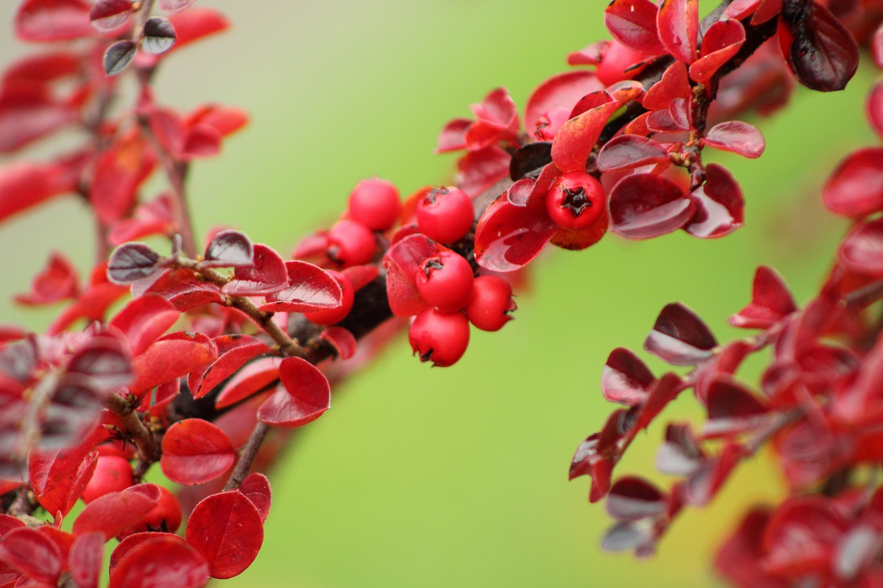 cotoneaster berries red green nature cotoneasters
