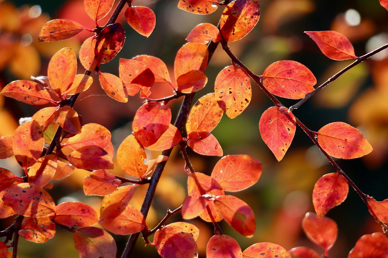 cotoneaster  red leaves  autumn sun  autumn colors  discoloration  fall  branch  plant  nature