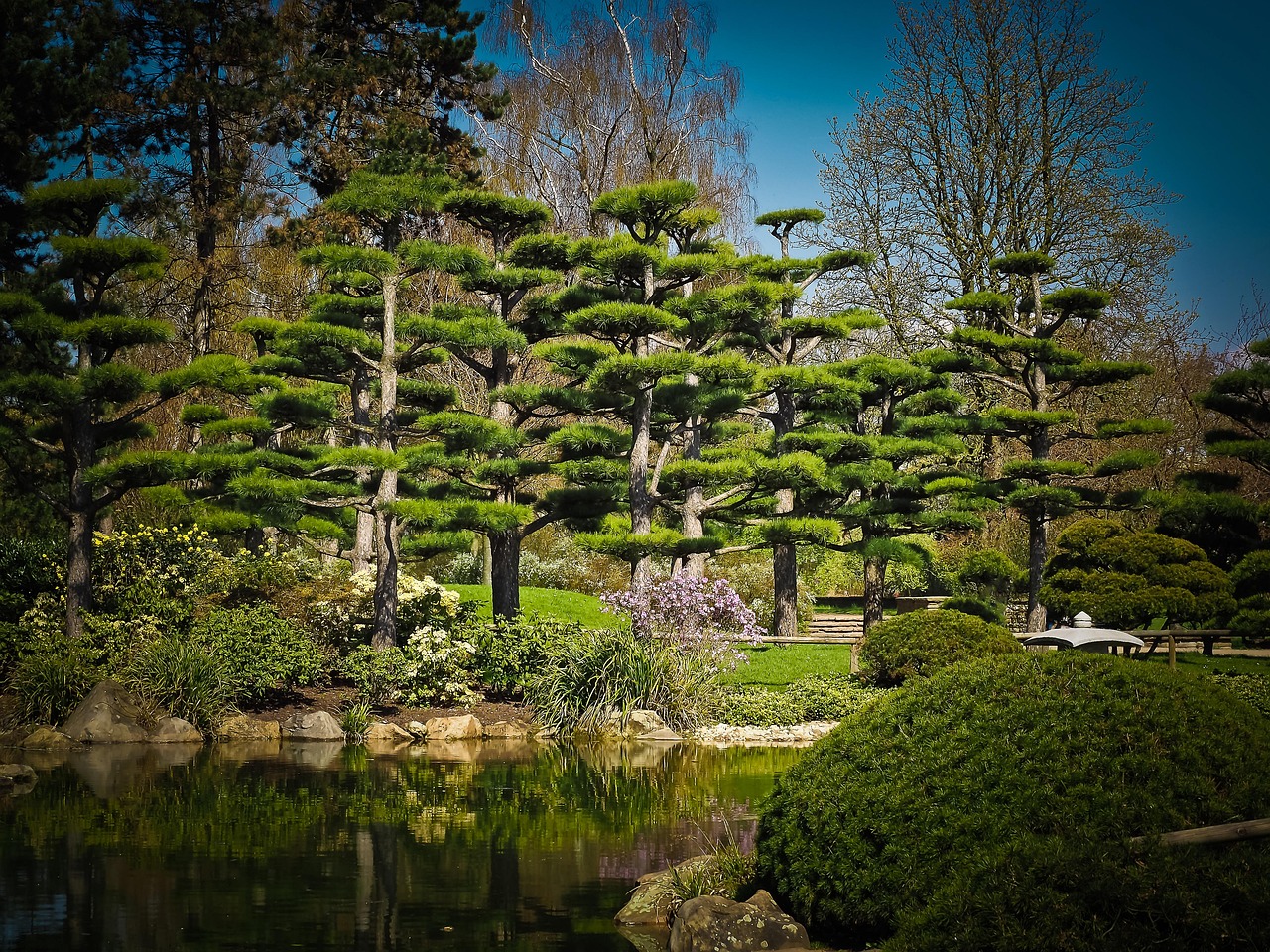 cedar japanese cedar tree garden pond nature relaxation biotope plant japanese garden spring harmony cedar cedar cedar cedar cedar japanese garden japanese garden japanese garden