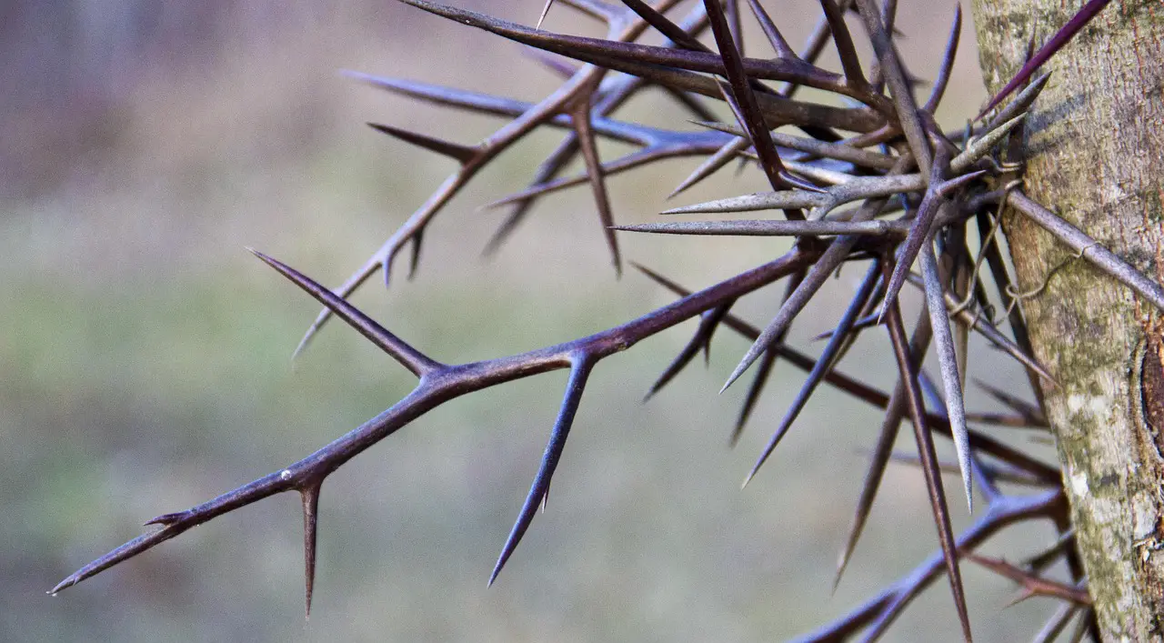 tree thorn thorns nature plant locust honey locust thorn thorns thorns thorns honey locust honey locust honey locust honey locust honey locust