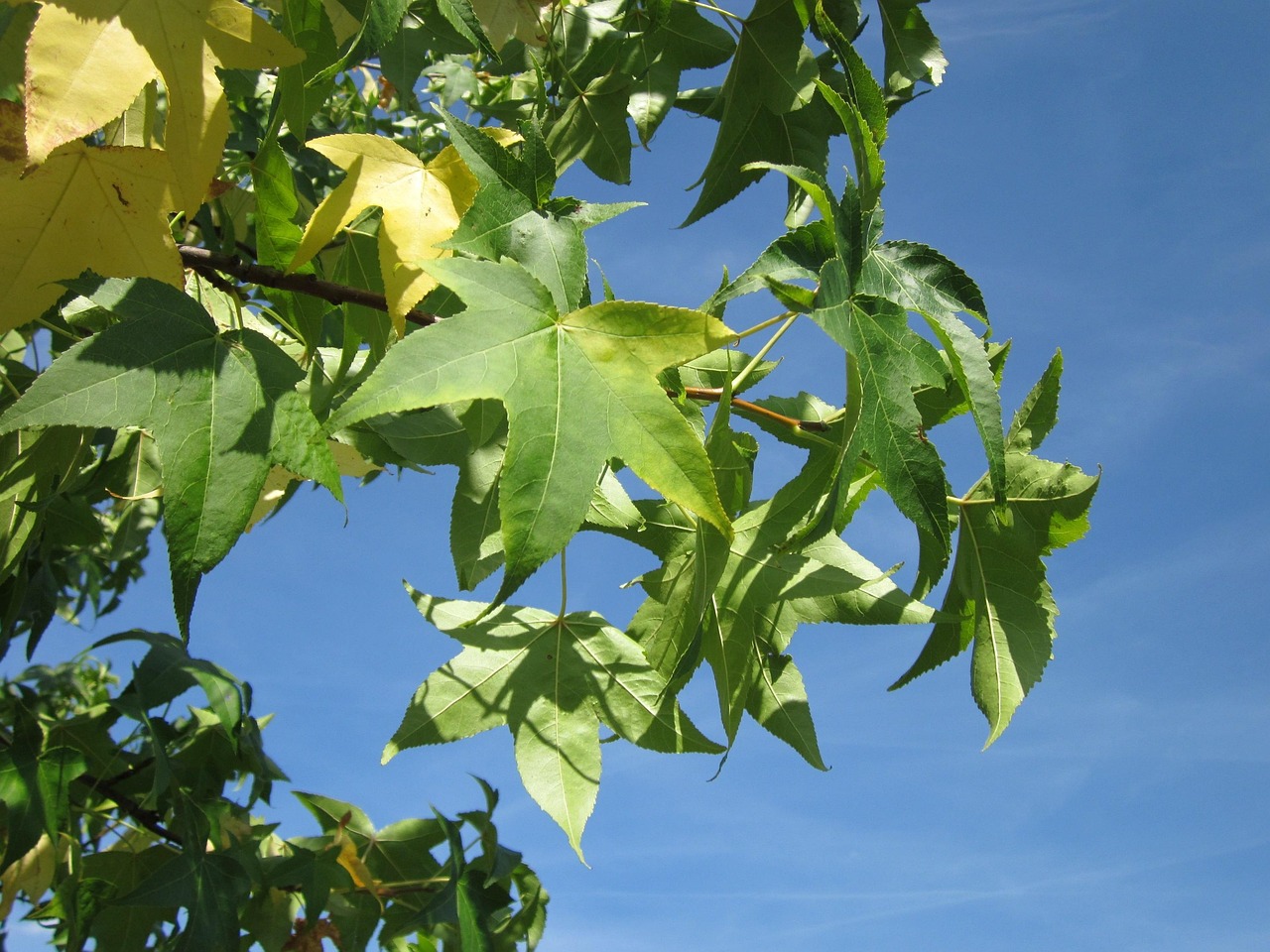 liquidambar  sweet gum  red gum  satin-walnut  tree  foliage  nature  flora  botany  species  leaves
