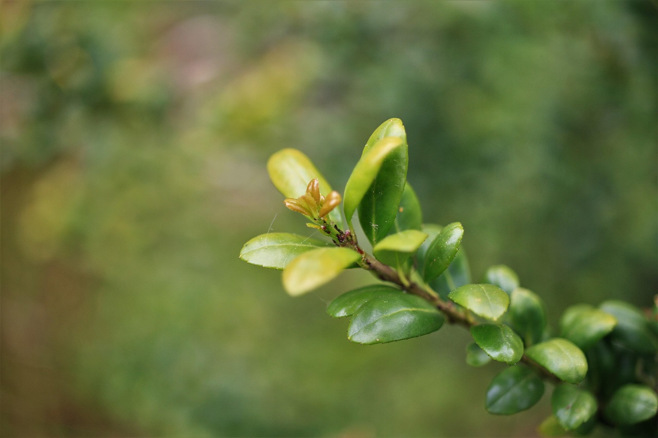 ordinary boxwood beech trees book beetzaun common boxwood evergreen book boxwood flower wallpaper evergreen boxwood flower background book tree palm beautiful flowers buxus sempervirens nature plant flower garden