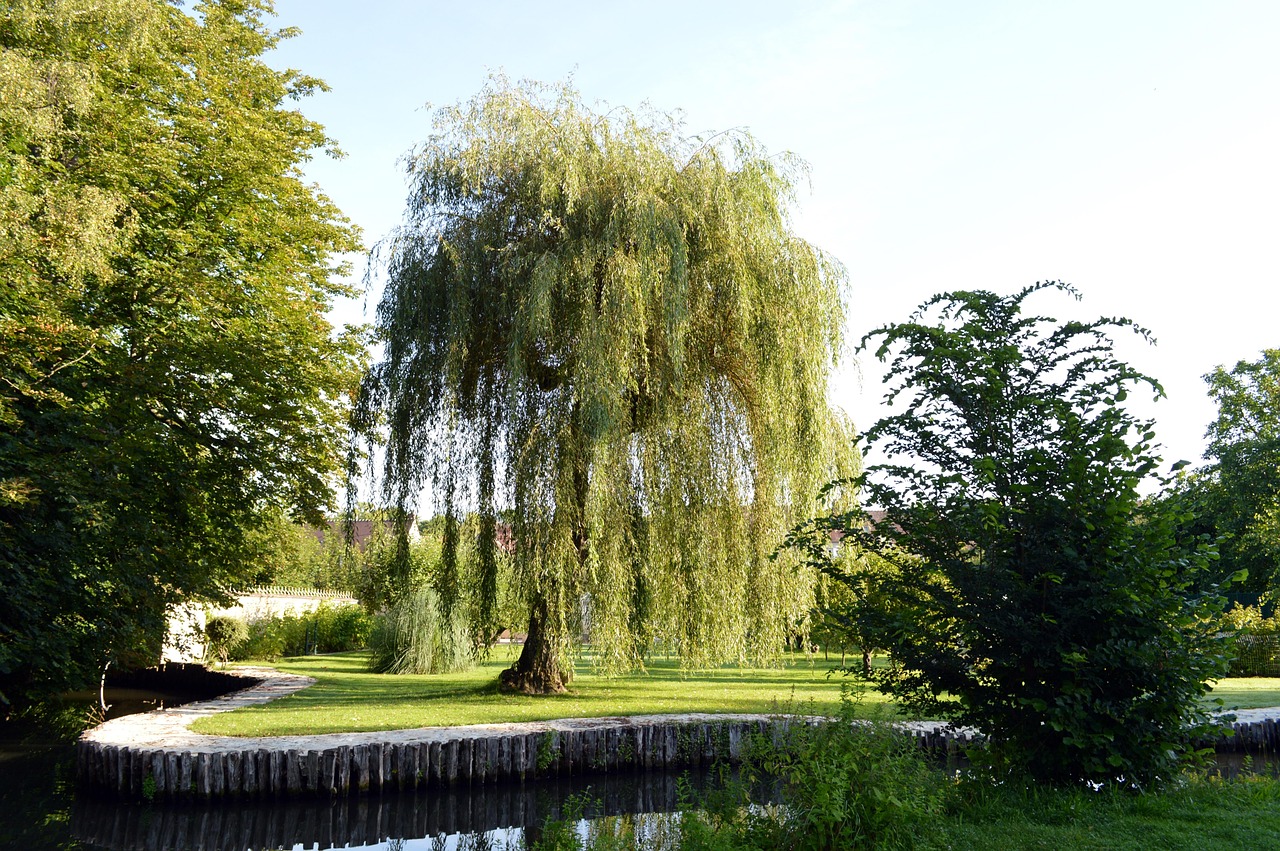 weeping willow park pond tree landscape nature garden weeping willow weeping willow weeping willow weeping willow weeping willow
