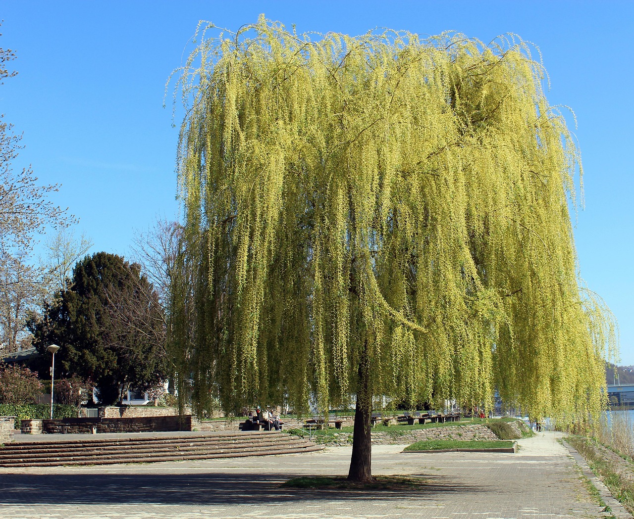 tree nature weeping willow spring