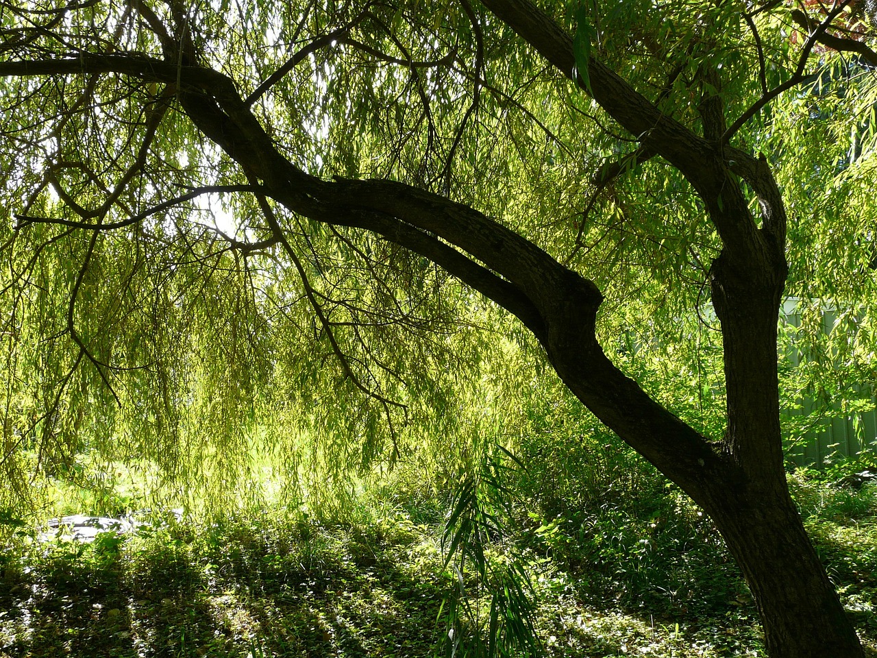pasture  tree  hang  nature  real weeping willow  salix babylonica  weeping willow  salix  willow plant  salicaceae  chinese weeping willow  babylonian weeping willow