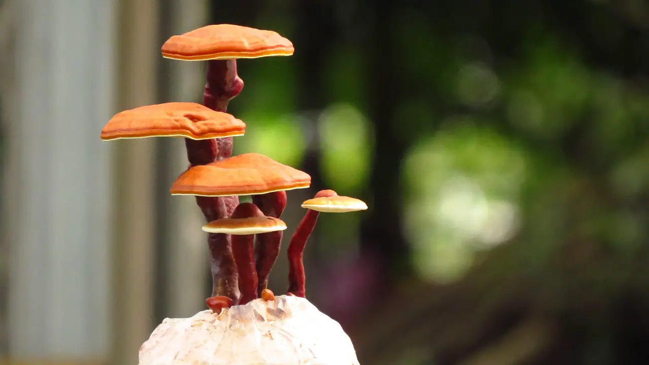 ganoderma lucidum bonsai  reishi bonsai  ganoderma bonsai