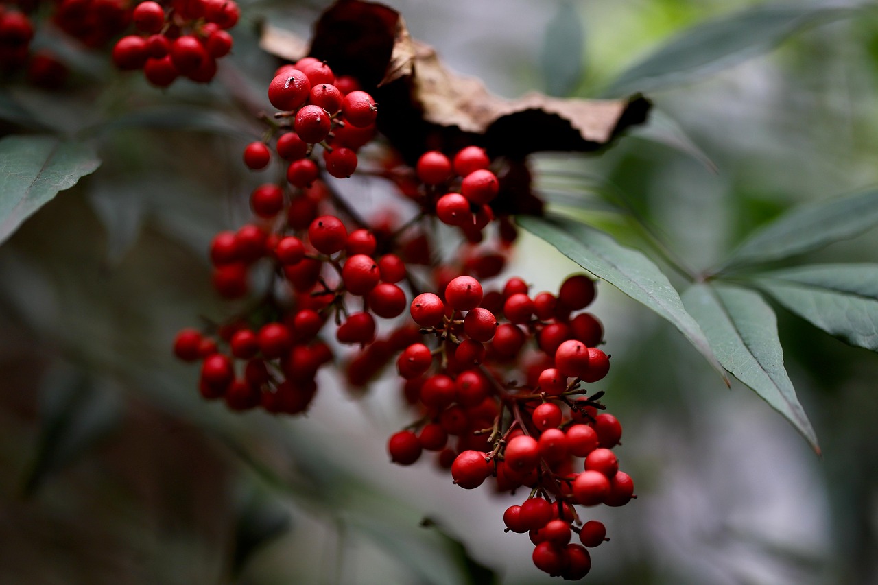 heavenly bamboo  nandina domestica  sacred bamboo  nandina  berry  shrub  plant  nature  chinese sacred bamboo  close up