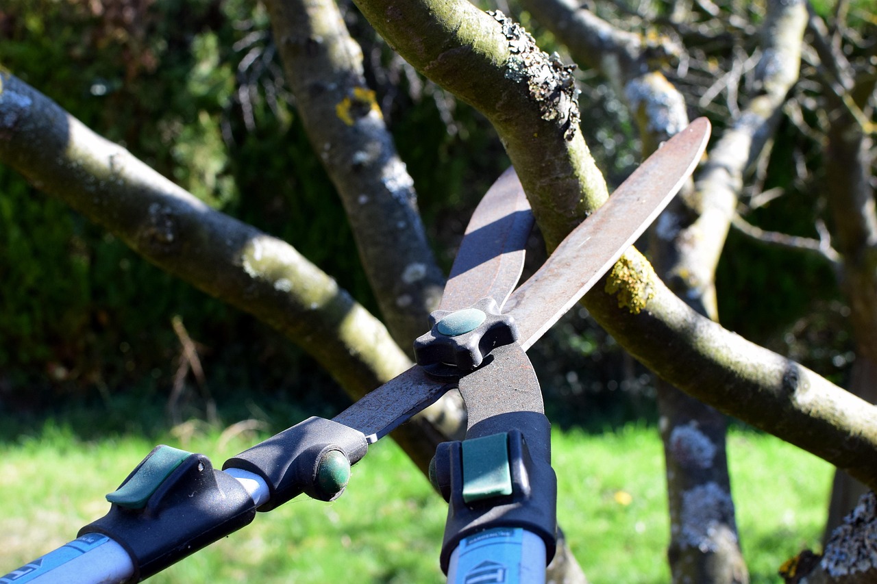 pruning shears  nature  hedge trimmer  tree cutter  tree  garden