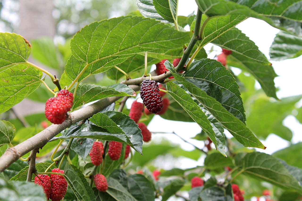 mulberry  mulberry red  mulberry tree  the mulberry family  plants of turkey  mulberry  mulberry  mulberry  mulberry  mulberry  mulberry tree  mulberry tree