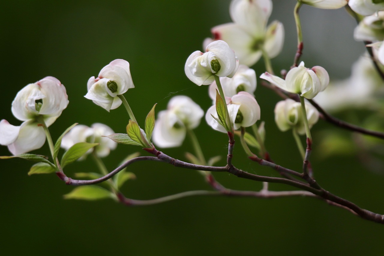 dogwood cornus horn shrub flower dogwood flowering dogwood inflorescence white flowers blossom flowering branch