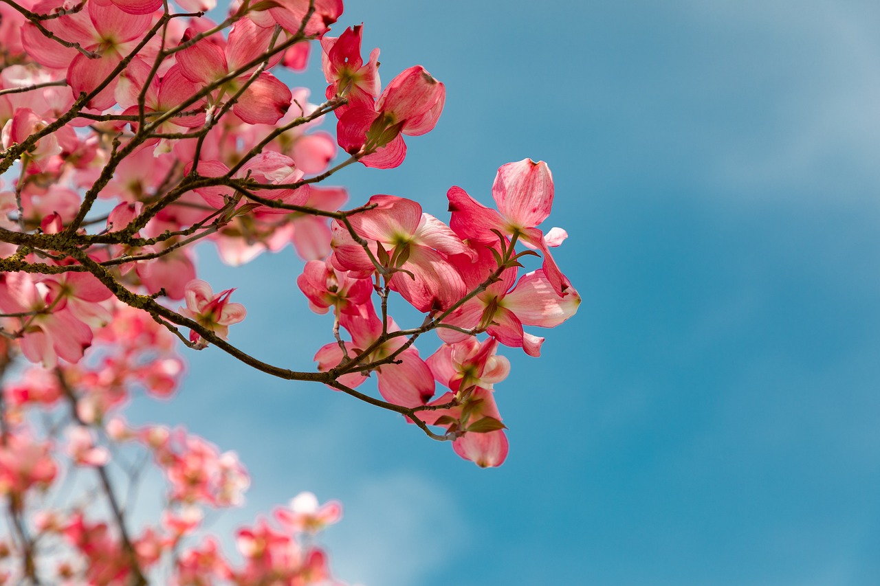 blossom flowers tree sky flowering dogwood pink flowers flower wallpaper flower background bloom petals branch garden beautiful flowers nature botanical sunny
