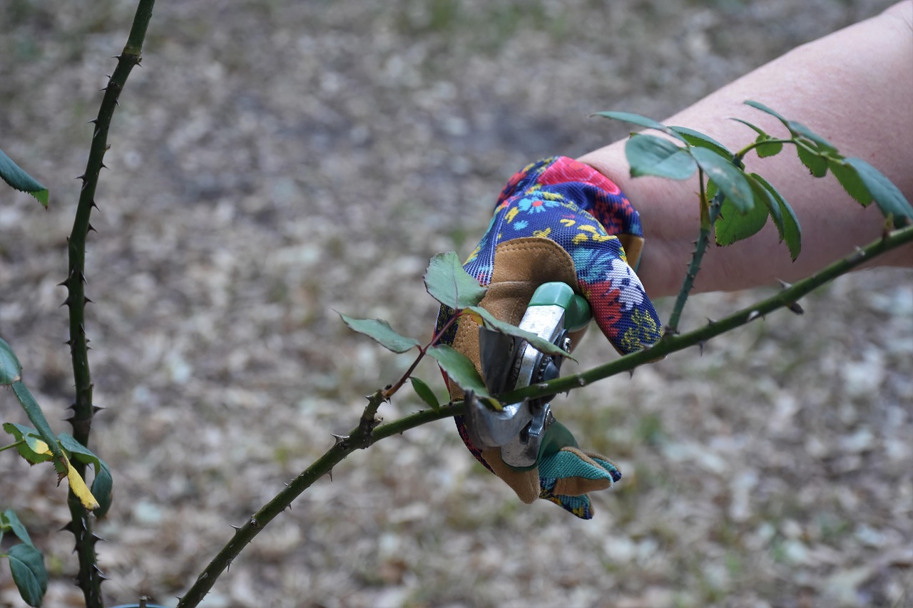 pruning gardening roses cutting female hand trimming bush rose bush trimming outdoors work pruning pruning pruning pruning pruning