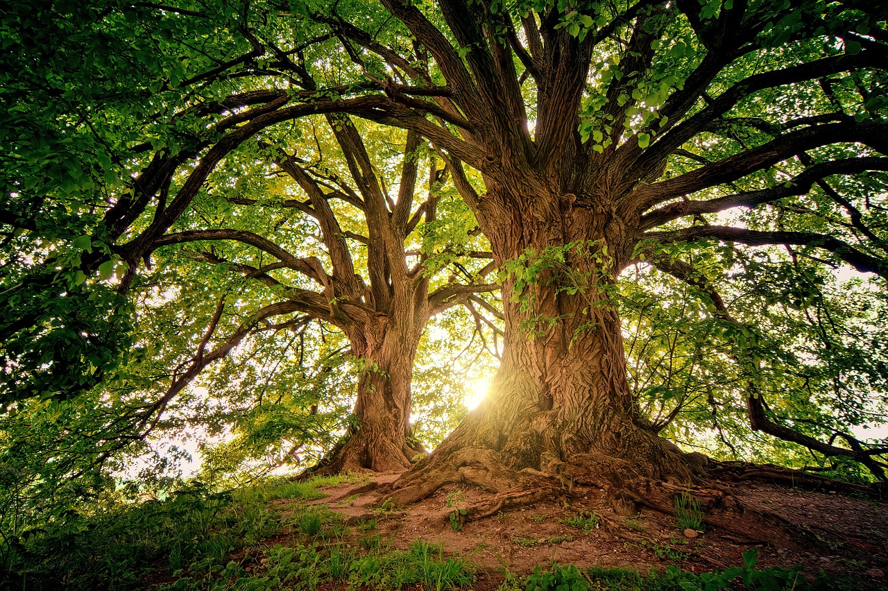 trees wilderness nature woods sunlight landscape branches sunbeam outdoors forest trees trees nature nature nature nature nature forest forest forest forest