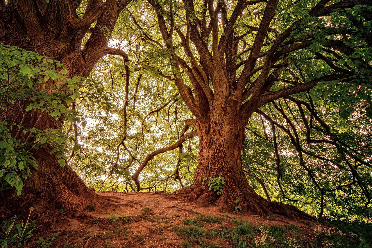 forest woods nature trees landscape forest forest forest forest forest trees
