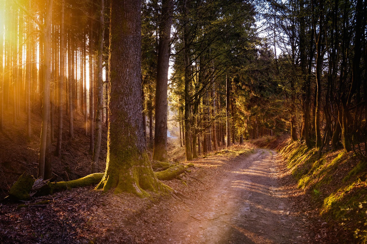 forest sun warm nature light trees landscape forest path hike backlighting the shade quiet idyll forest forest forest forest sun warm warm warm warm warm nature hike hike quiet