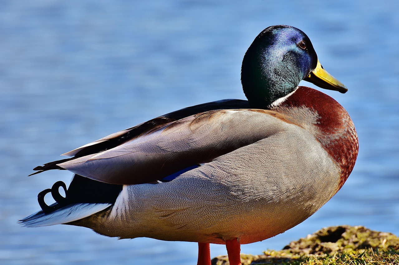 mallard water bird nature duck blue shimmering swimming schedule swim bird animal wildlife beak