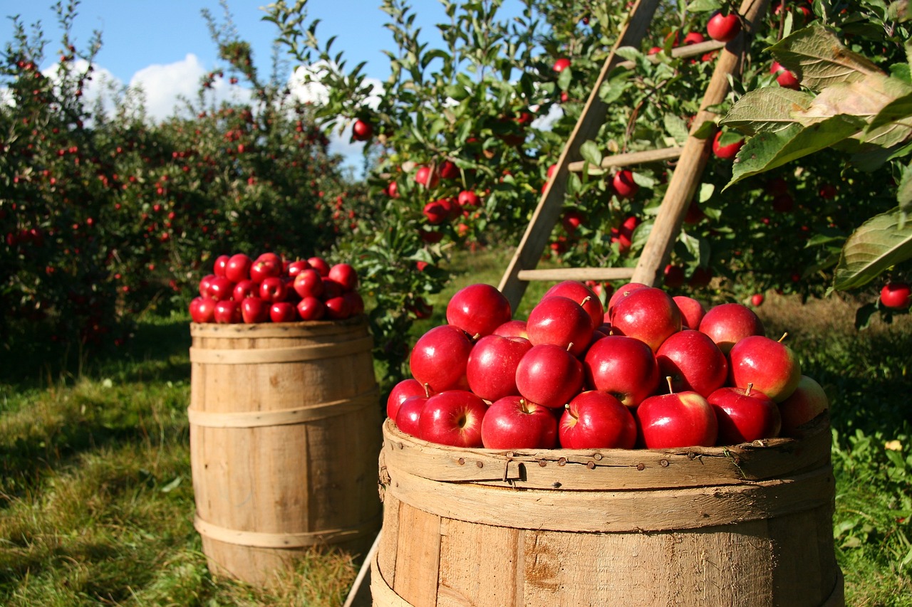 apples fruits orchard nature trees food garden fresh farm healthy harvest ripe organic natural plants farming apple orchard agriculture apples apples apples apples orchard food food garden garden garden farm farm farm farm farm harvest farming farming agriculture agriculture agriculture agriculture