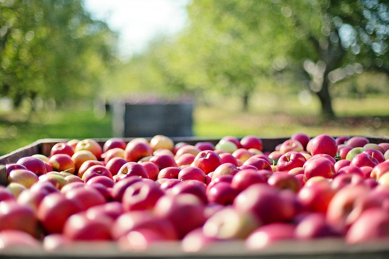 apples fruits farm food harvest fresh healthy agriculture organic ripe red apples orchard apple orchard nature apples apples apples apples apples farm farm agriculture orchard