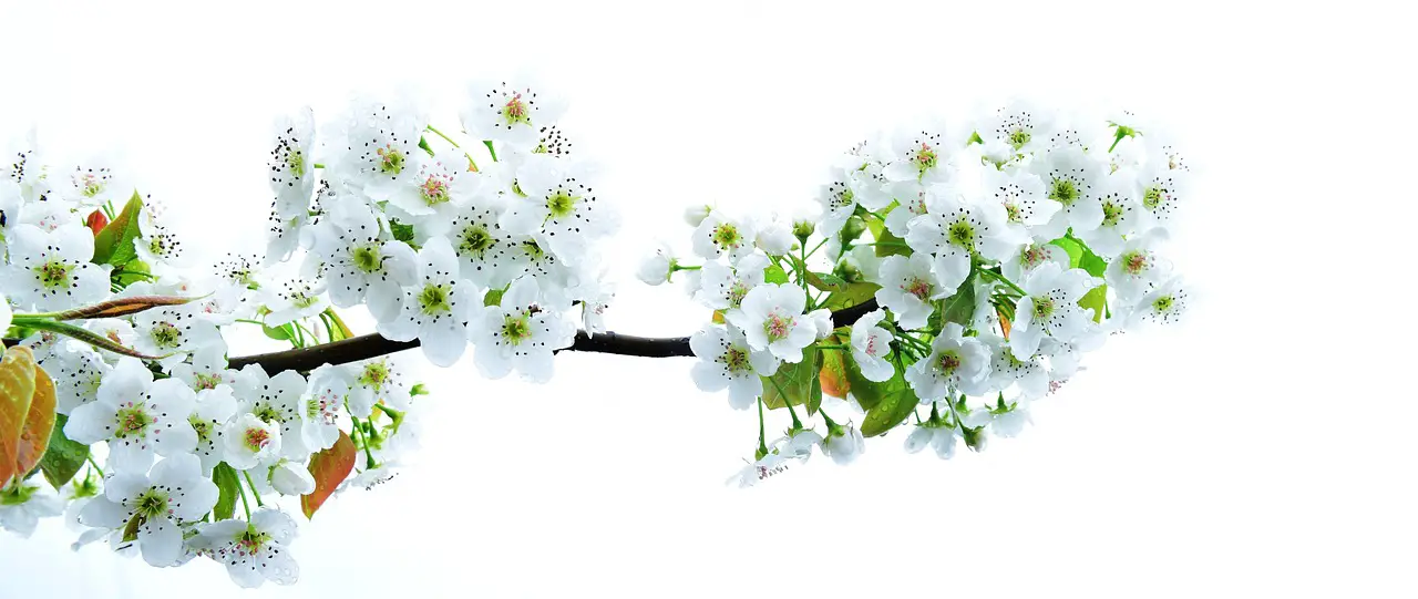 pear flower nature orchard spring