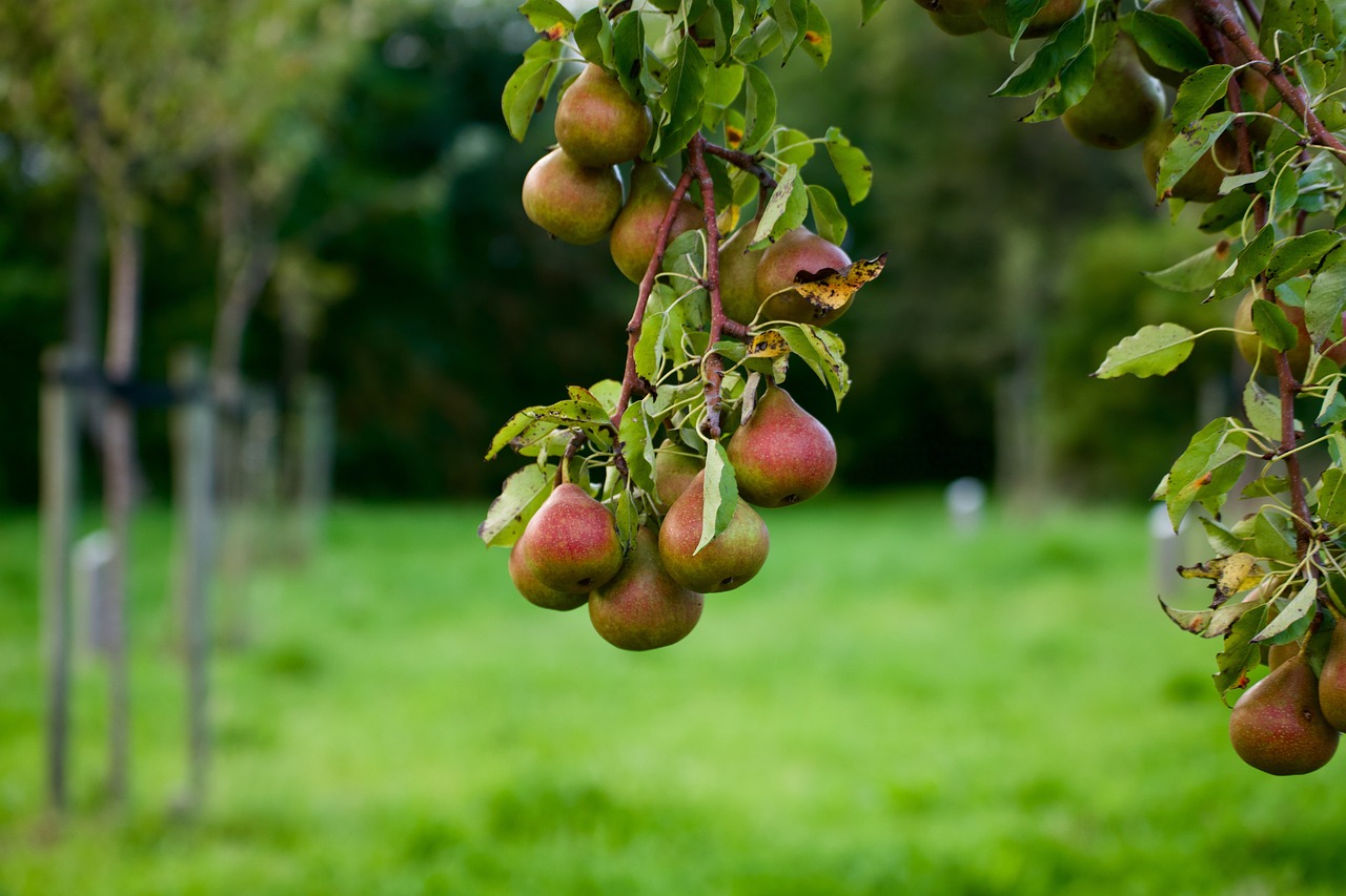 pear pears pear tree fruit food healthy energy nature fresh fruits trees orchard grass meadow