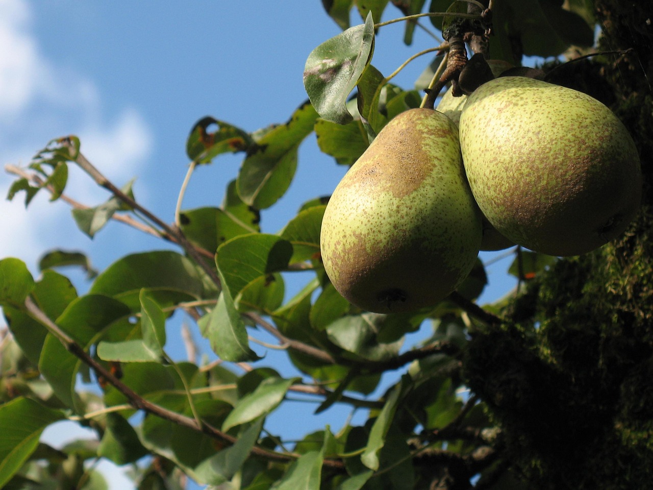 pear pear tree fruit orchard