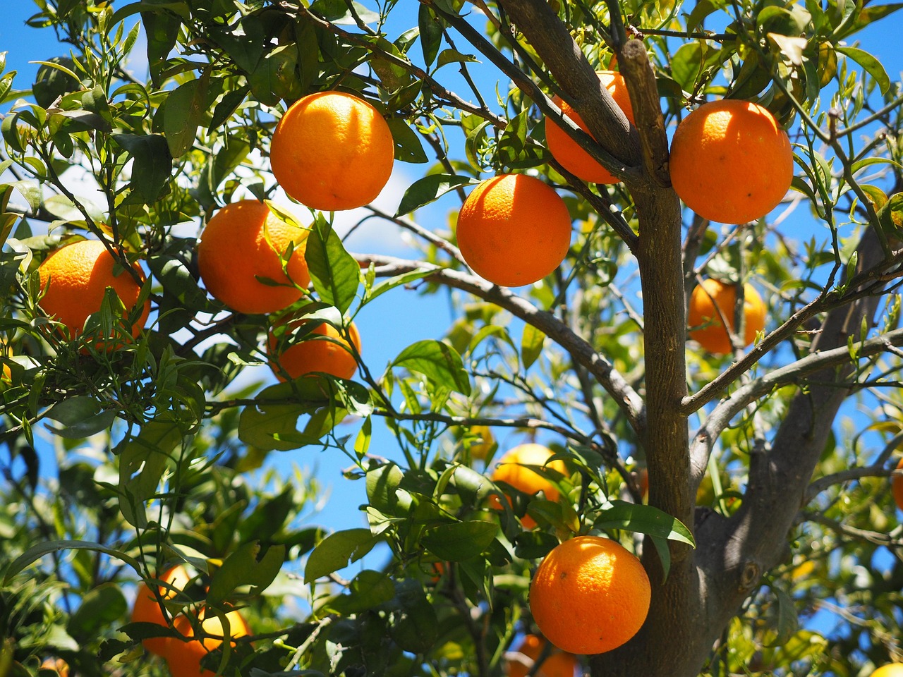oranges fruits grove orange trees trees orange grove fresh fresh oranges ripe nature ripe oranges harvest produce organic fresh produce agriculture citrus citrus fruits leaves foliage rutaceae citrus trees sweet oranges healthy vitamin c branches fruit tree
