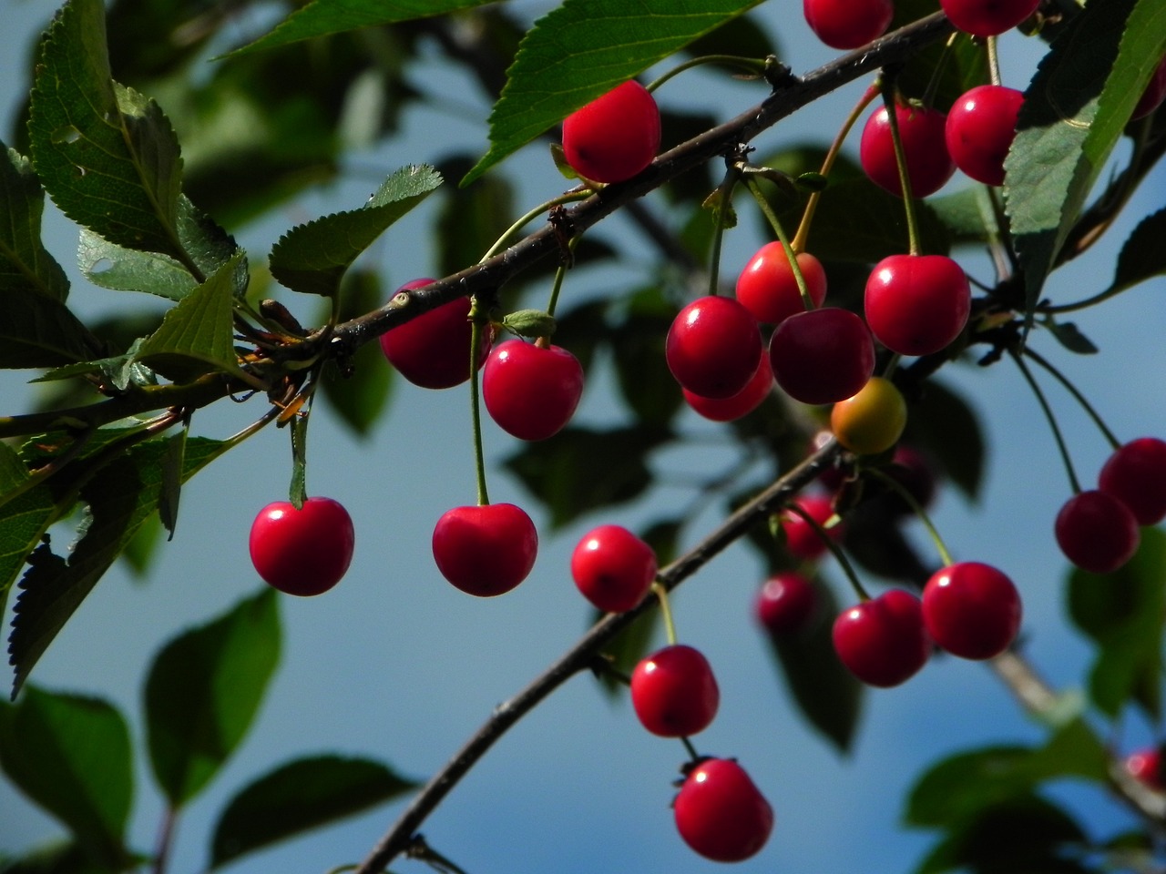 cherries sour cherries morello fruit red summer food harvest ripe nature garden stone fruit cherry tree cherries cherries cherries cherries cherry tree cherry tree cherry tree cherry tree cherry tree