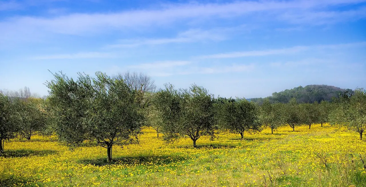 country jar olive trees nature a tree trees yellow blue the sky clouds olive orchard