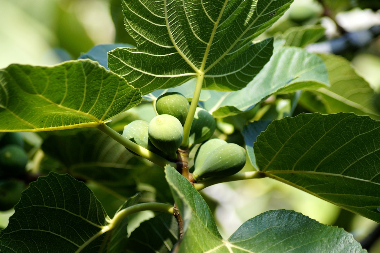 fig tree fig fruit figs yummy cute tree green nature mediterranean leaf branch fig leaf fig leaves plant fig tree fig tree fig tree fig tree fig tree fig fig figs