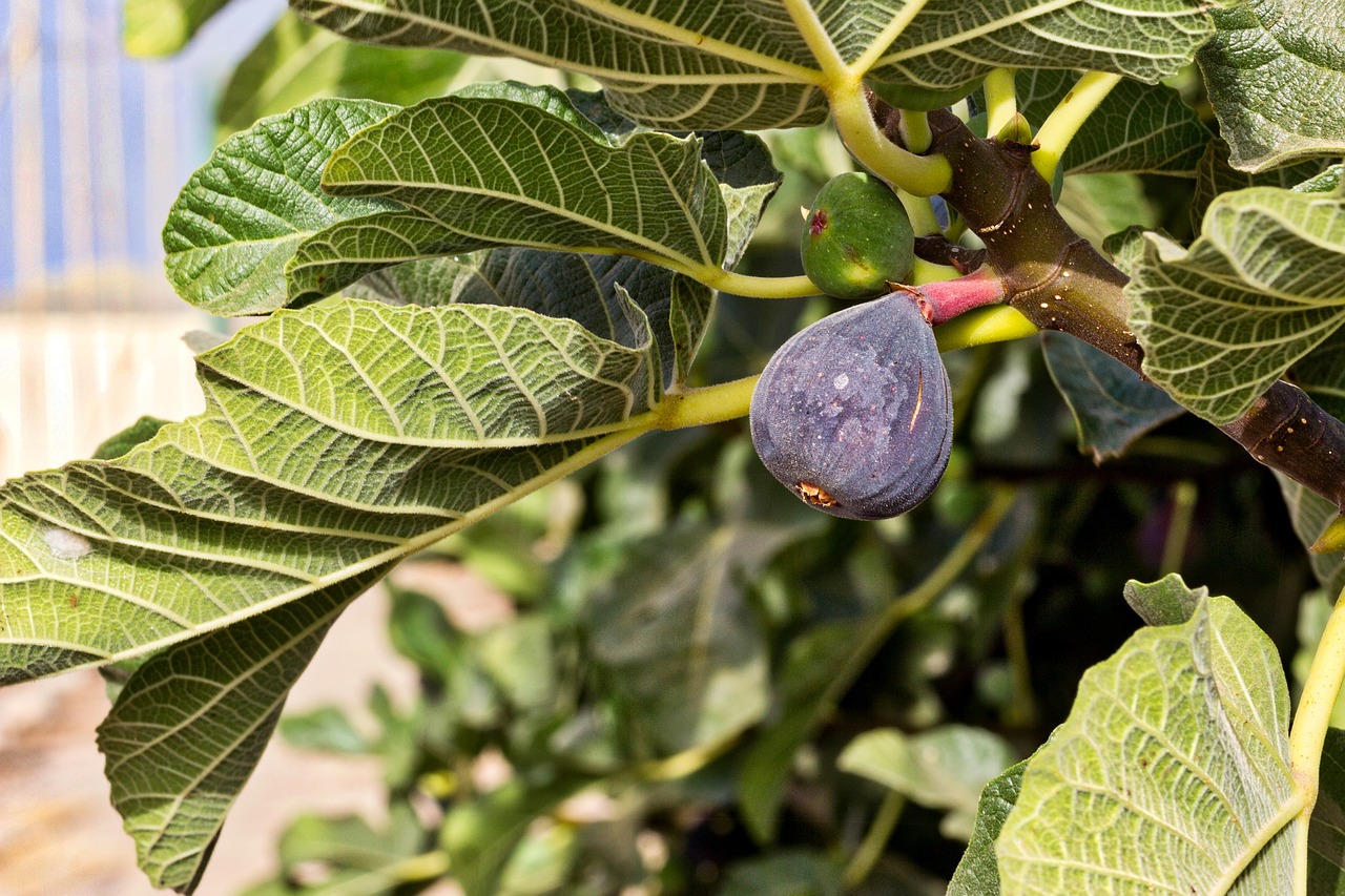 fig fig tree fruit sweet nature mature mediterranean summer fig fig fig fig tree fig tree fig tree fig tree fig tree